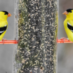 A Pair of American Goldfinches Feast on Niger Seed. @FanningSparks