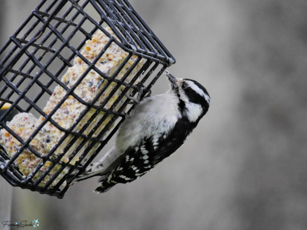 Downy Woodpecker Enjoys the Suet Feeder. @FanningSparks