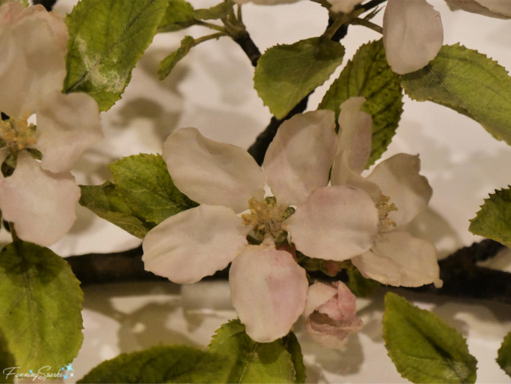 Malus pumila (Apple) Blossom at Glass Flower Exhibit.   @FanningSparks