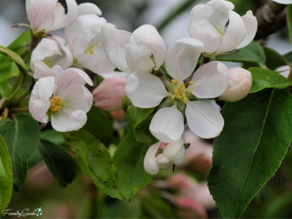 Apple Blossoms at Kingsbrae Garden in St Andrews New Brunswick.   @FanningSparks
