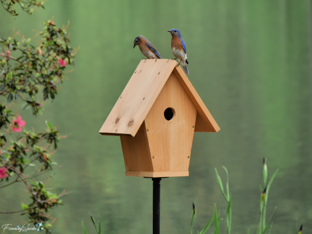 Bluebird Couple on DIY Bluebird-Approved Birdhouse.  Tutorial at FanningSparks.   @FanningSparks