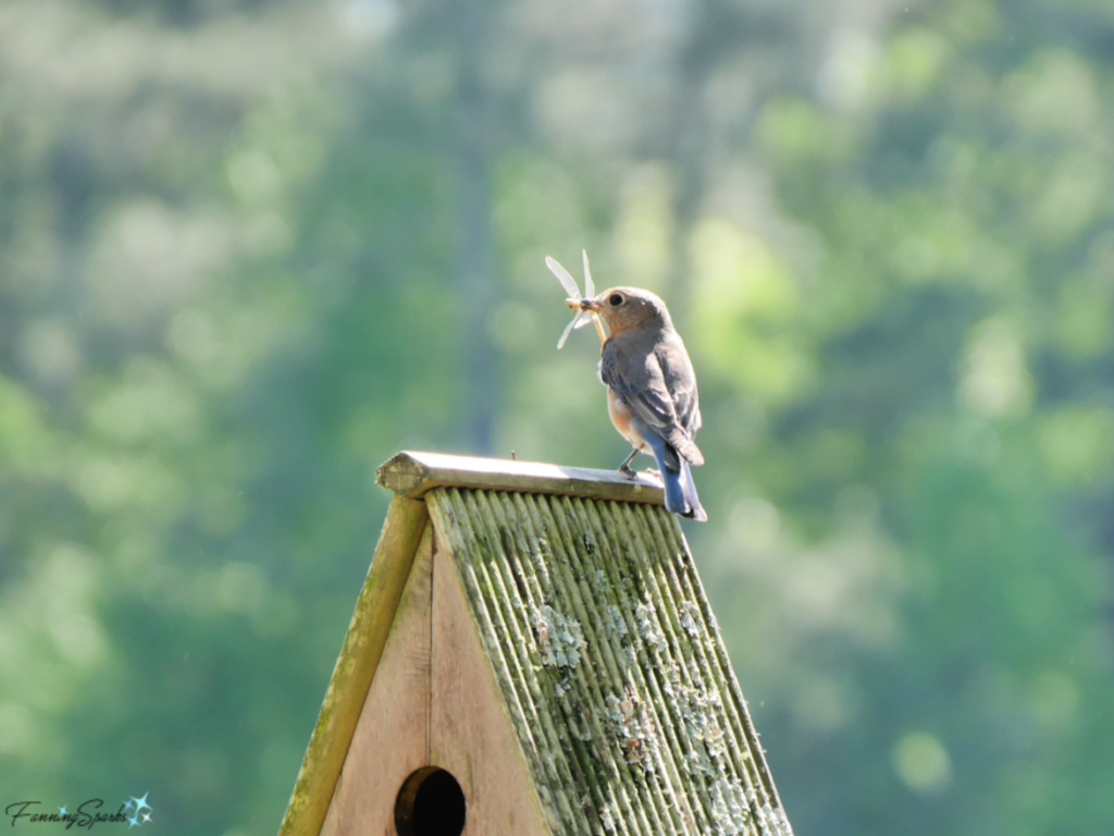 Eastern Bluebird Holding Dragonfly.  See DIY Bluebird-Approved Birdhouse Tutorial at FanningSparks.   @FanningSparks