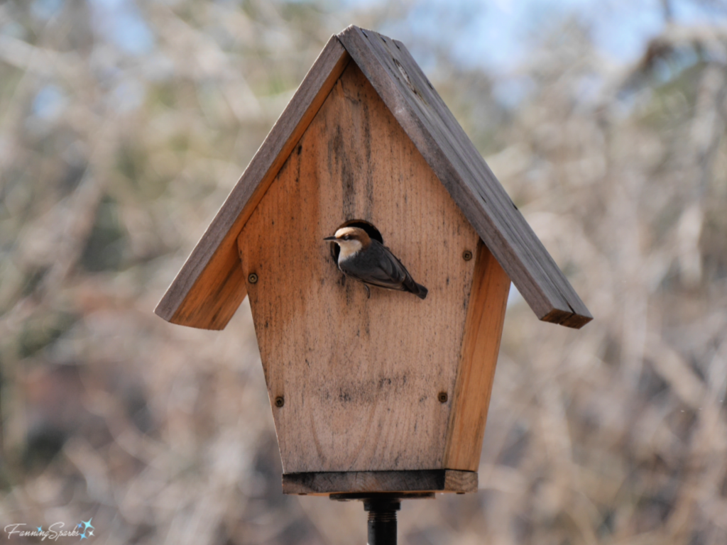 Carolina Chickadee Moved Into FanningSparks Birdhouse.   @FanningSparks