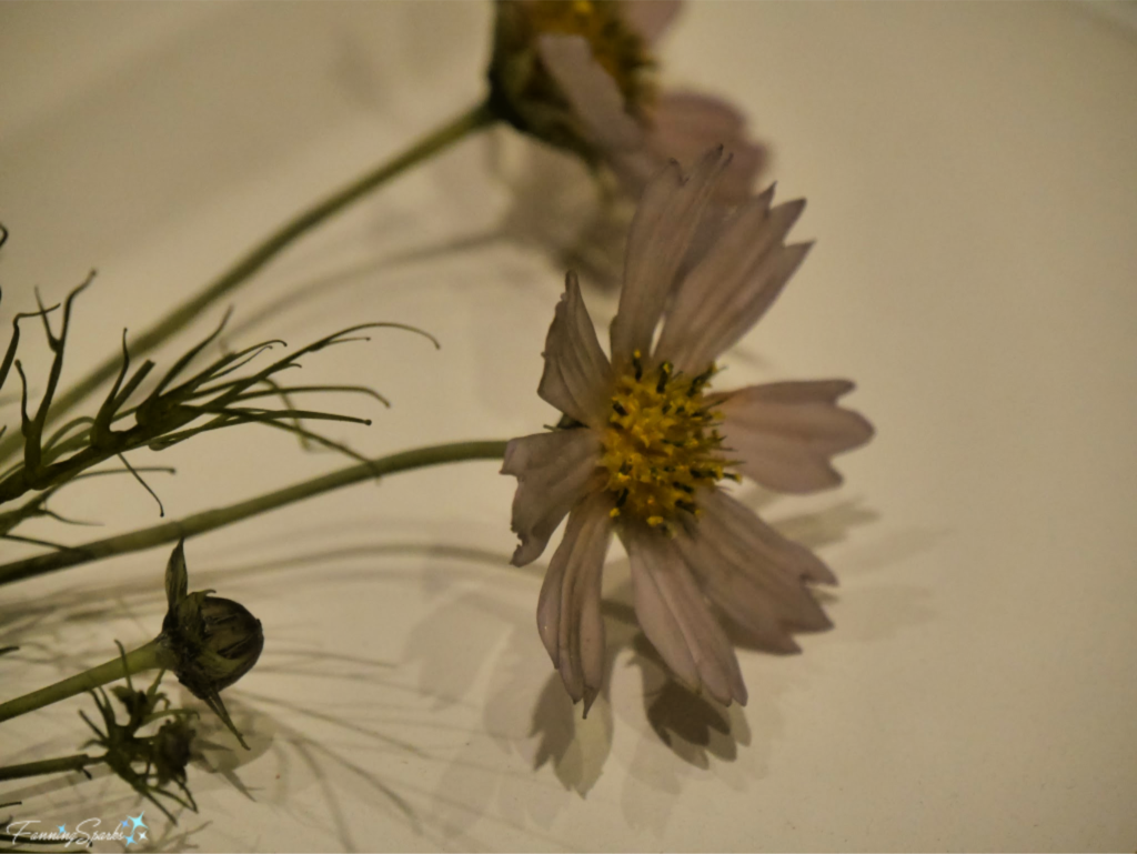Cosmos bipinnatus in Glass Flowers Exhibit.   @FanningSparks