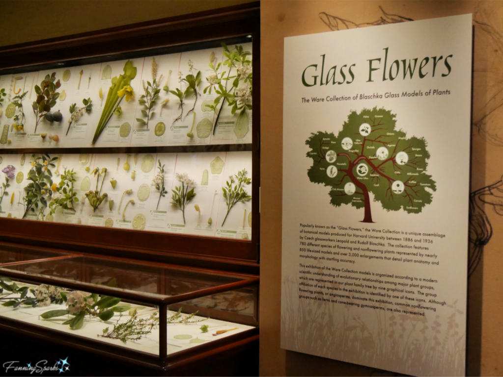 Glass Flowers Exhibit at Harvard Museum of Natural History.   @FanningSparks