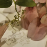 Lathyrus splendens aka Wild Pea in Glass by Blaschka. @FanningSparks