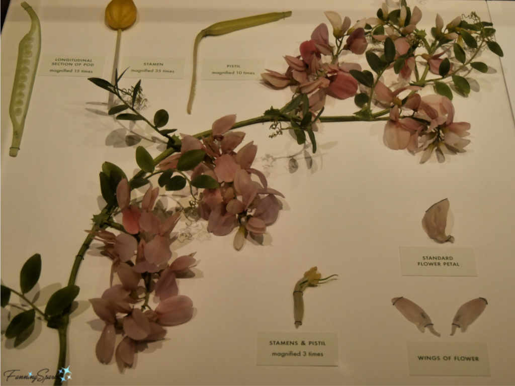 Lathyrus splendens aka Wild Pea Displayed in Glass Flowers Exhibit.   @FanningSparks