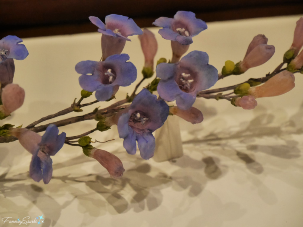 Penstemon spectabilis on Glass Flowers Exhibit.  @FanningSparks