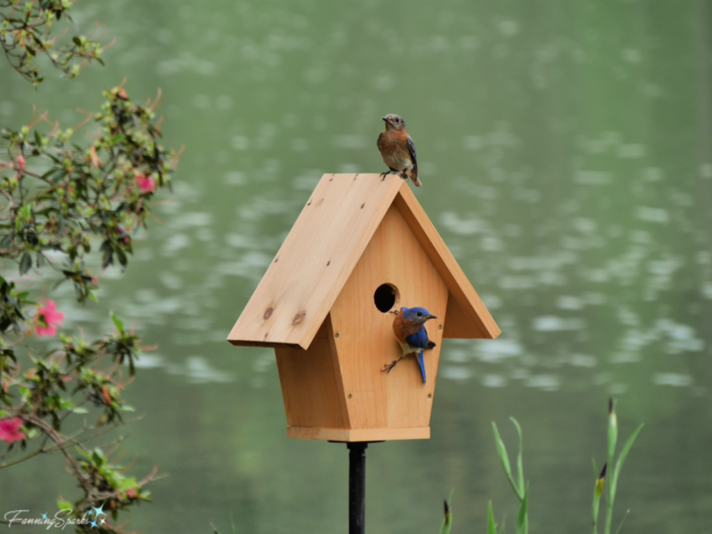 DIY Bluebird-Approved Birdhouse Tutorial – FanningSparks