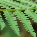 Cinnamon Fern Frond. @FanningSparks
