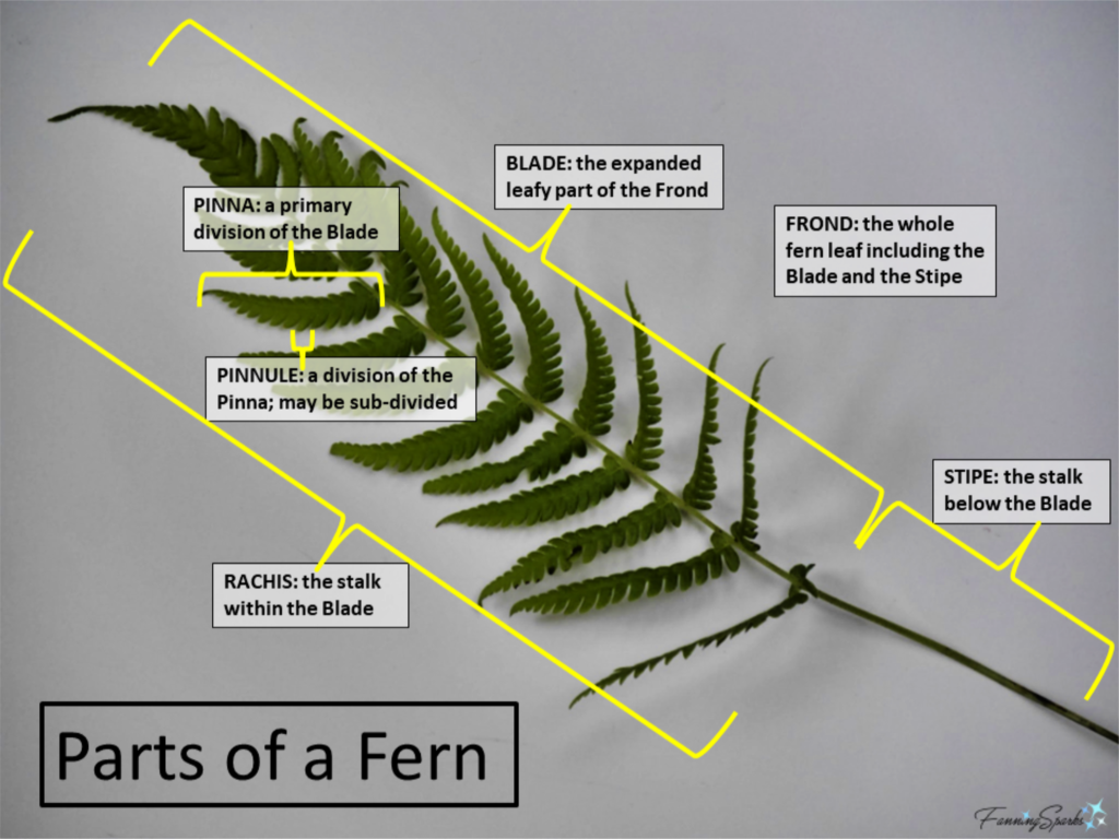 Labelled Parts of a Fern.   @FanningSparks