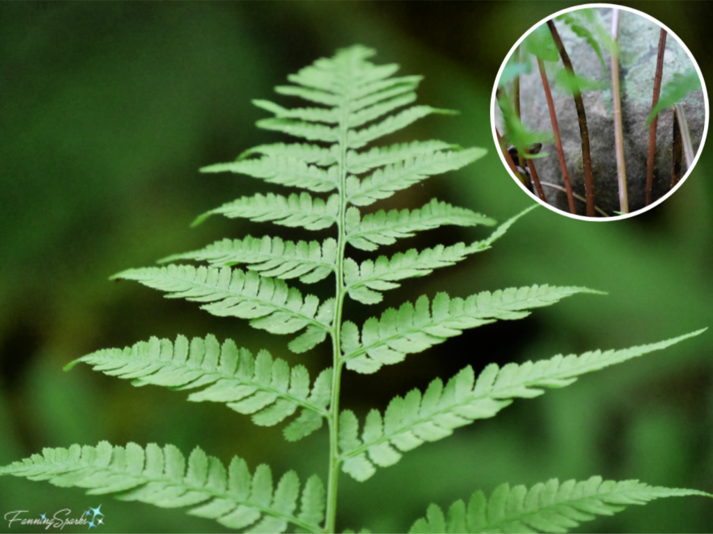 Southern Lady Fern Frond and Stalks.   @FanningSparks
