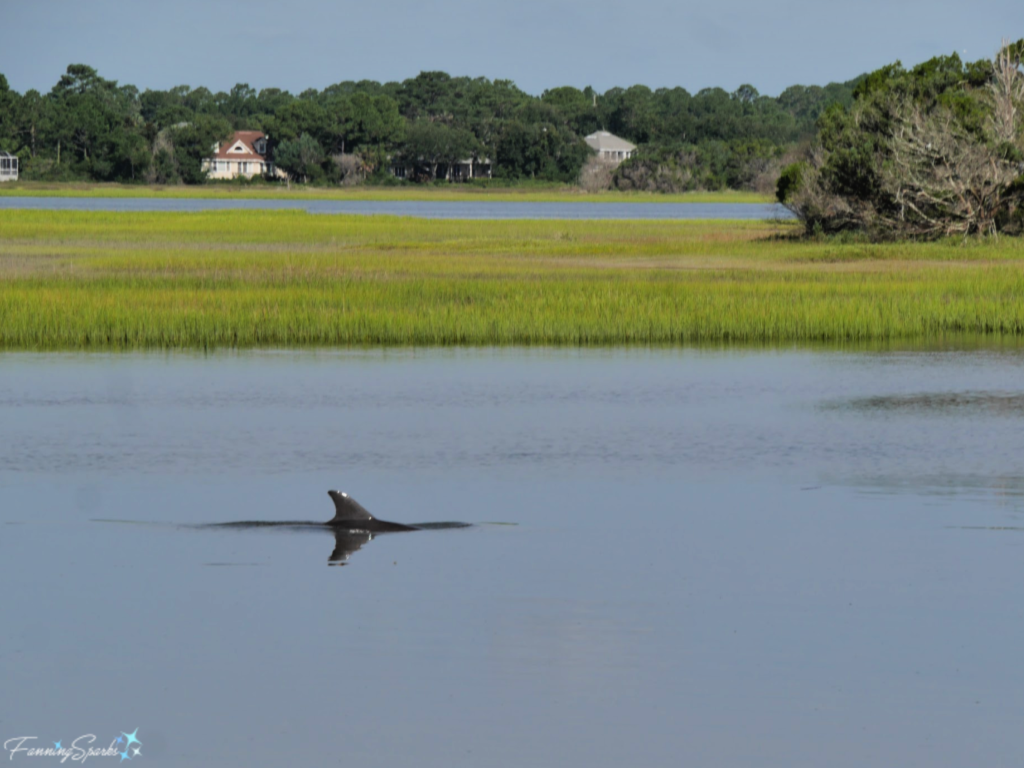 Dolphin Swimming by in ICW at Southern Living Idea House 2019.   @FanningSparks