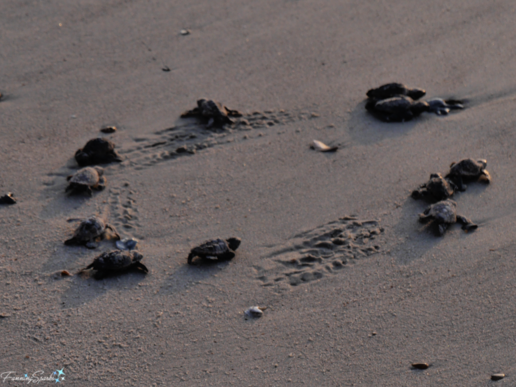 Live Hatchlings Released after Loggerhead Turtle Nest Excavation by Amelia Island Sea Turtle Watch.   @FanningSparks