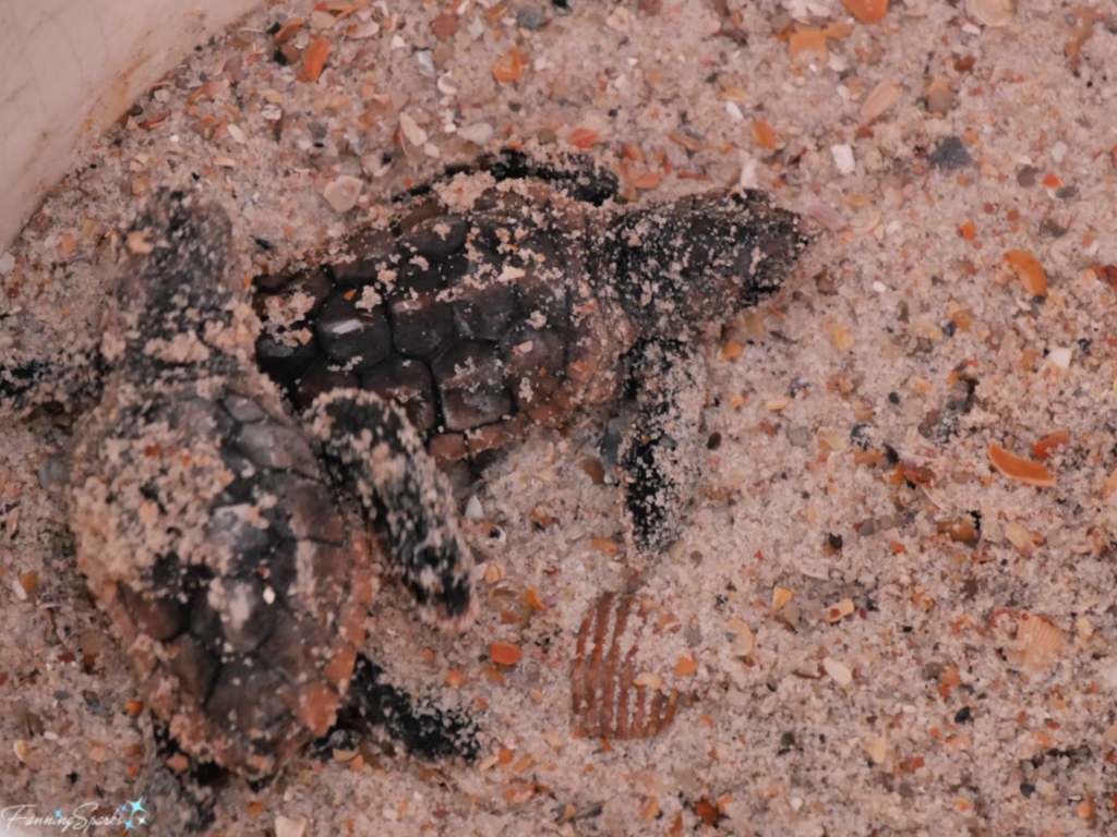 Live Hatchlings Found in Loggerhead Turtle Nest Excavation by Amelia Island Sea Turtle Watch.   @FanningSparks