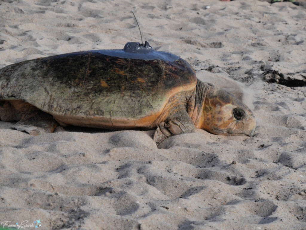 Female Loggerhead Turtle Known as Lulu Released at Tour de Turtles.   @FanningSparks