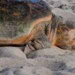 Female Loggerhead Turtle Known as Lulu Is Released to the Sea at Tour de Turtles. @FanningSparks