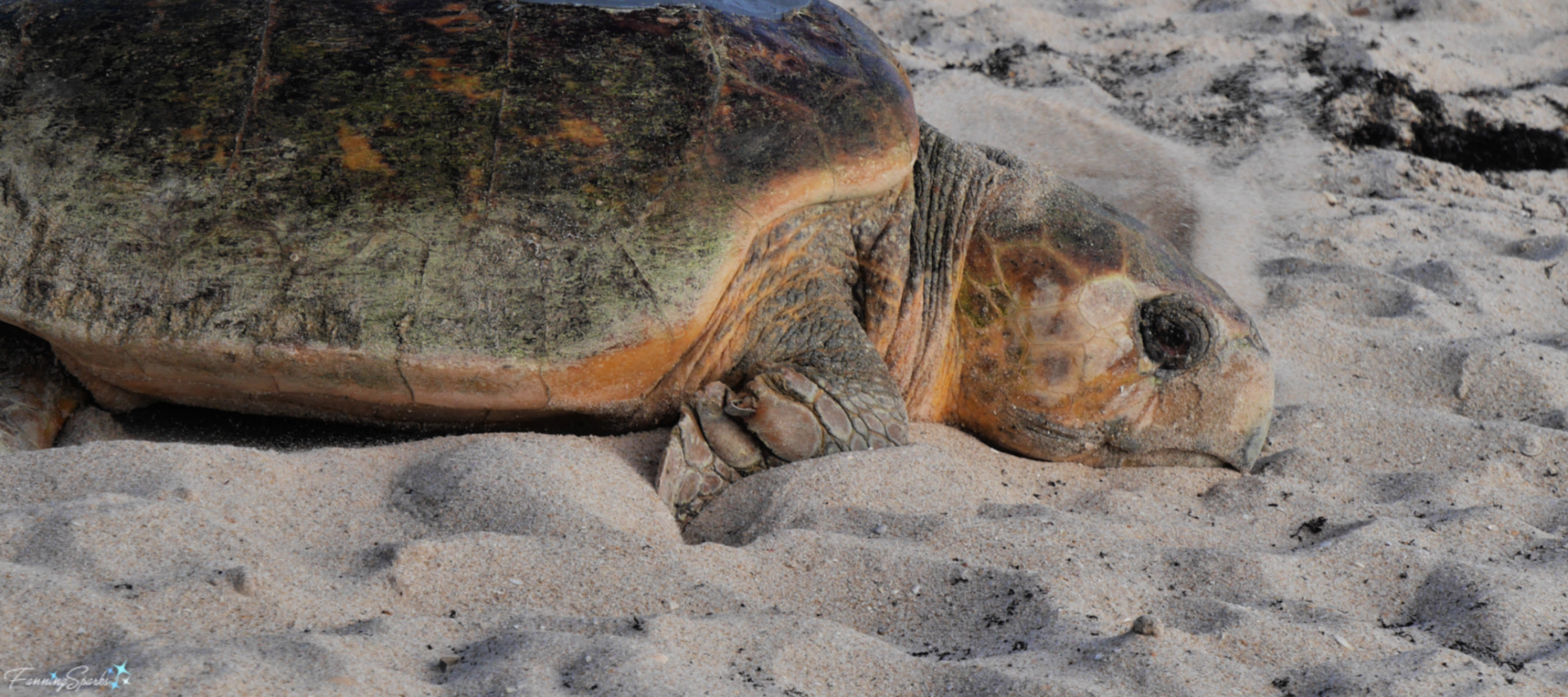 Yield to Wildlife on Your Summer Beach Trip - The National Wildlife  Federation Blog
