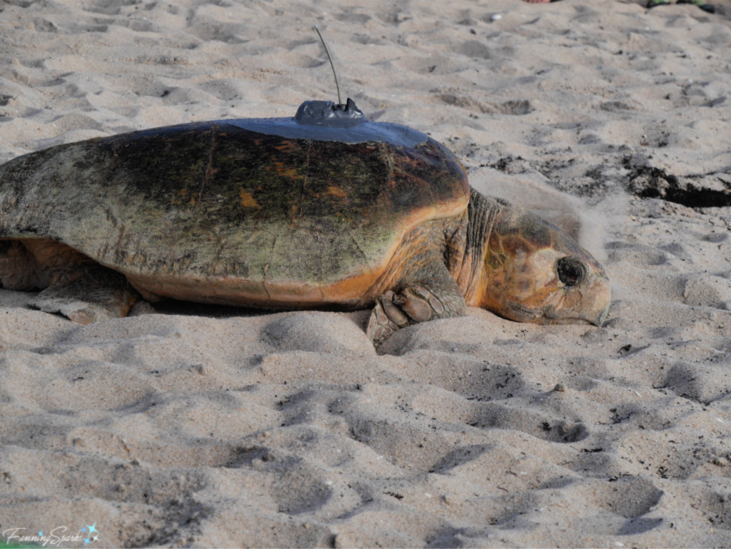 Turtles Racing To The Sea – Fanningsparks