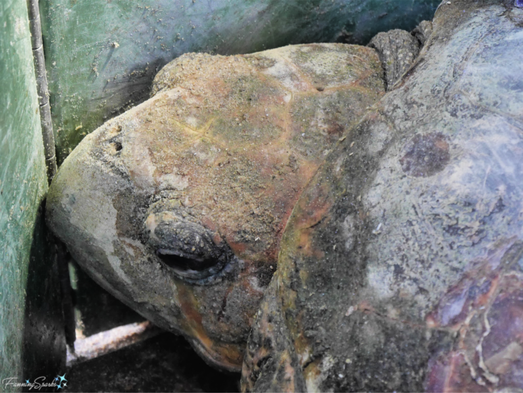 Female Loggerhead Turtle Known As Lulu in Tour de Turtles.   @FanningSparks
