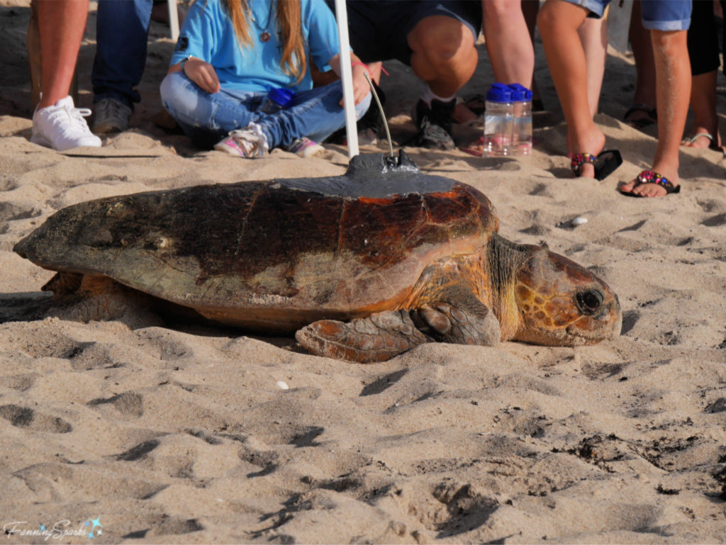 Female Loggerhead Turtle Known as Phyllis Released at Tour de Turtles.   @FanningSparks