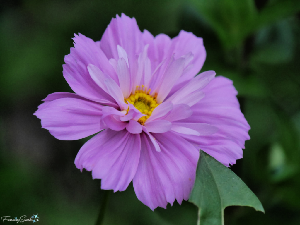 Beautiful Cosmos Bipinnatus Sensation Mix Bloom.   @FanningSparks