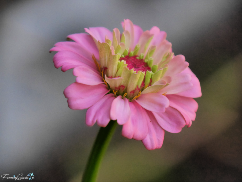 Gorgeous Zinnia Elegans Oklahoma Pink Bloom.   @FanningSparks