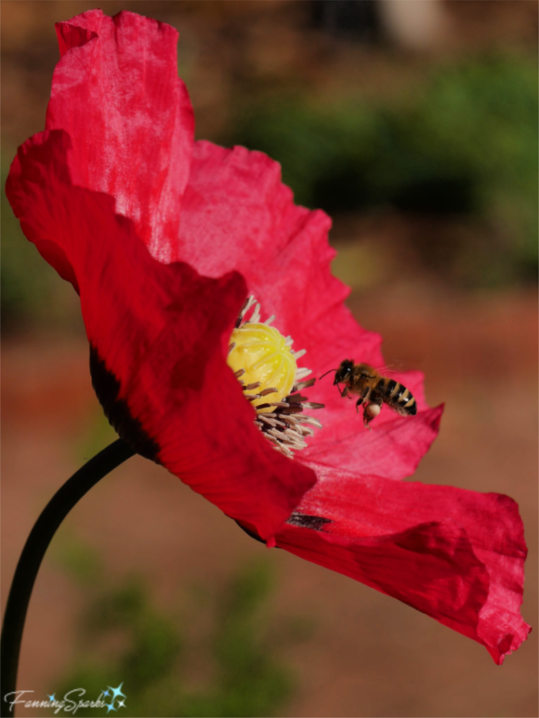 Western Honey Bee on Poppy   @FanningSparks