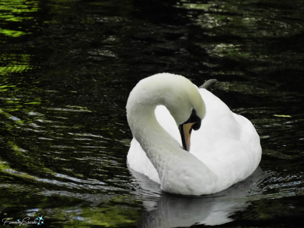 Graceful Swan at Pena Park in Sintra Portugal.   @FanningSparks