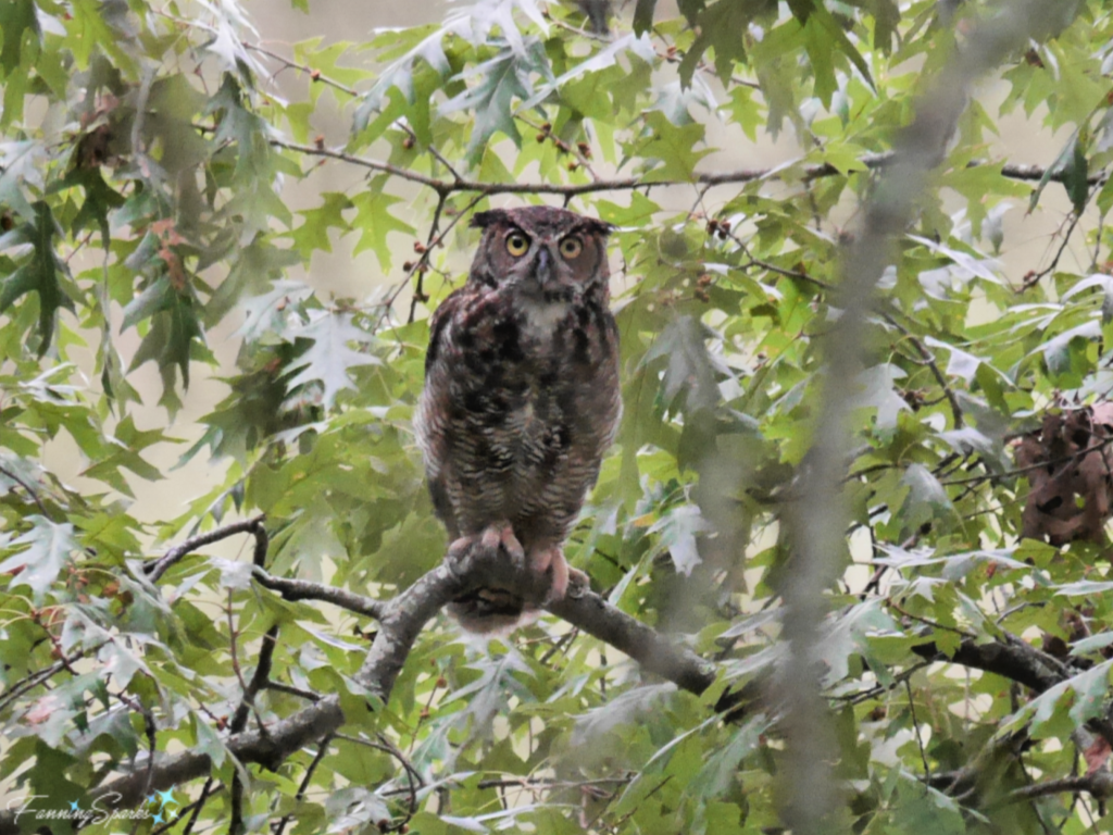 Great Horned Owl at Lake Oconee Georgia.   @FanningSparks
