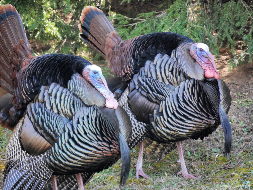 Pair of Strutting Tom Turkeys.   @FanningSparks