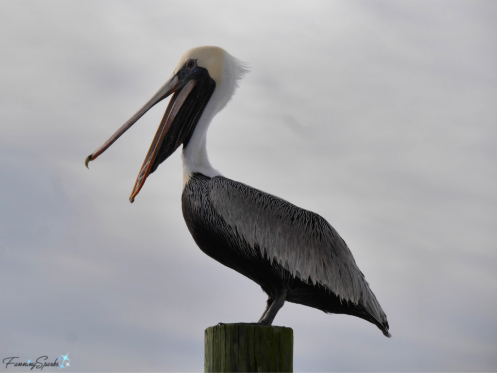 Pelican with Open Mouth.  @FanningSparks