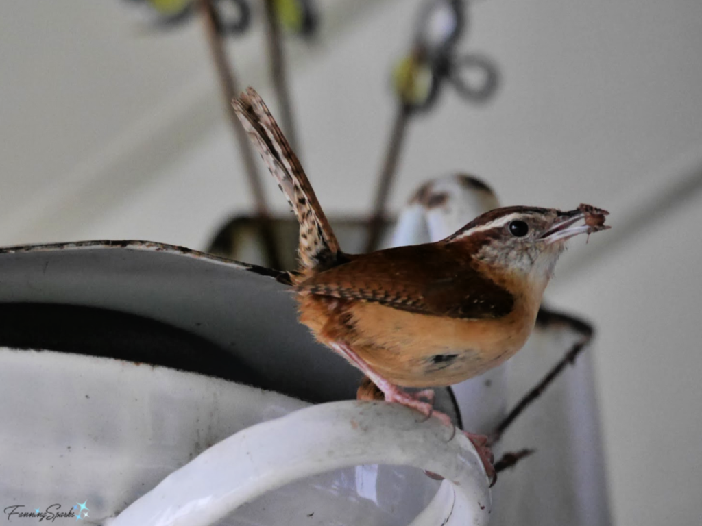 Wren Delivers Bug for Lunch.   @FanningSparks