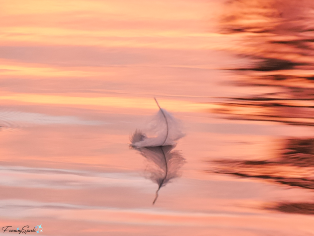 Feather Floating in Sunrise. @FanningSparks