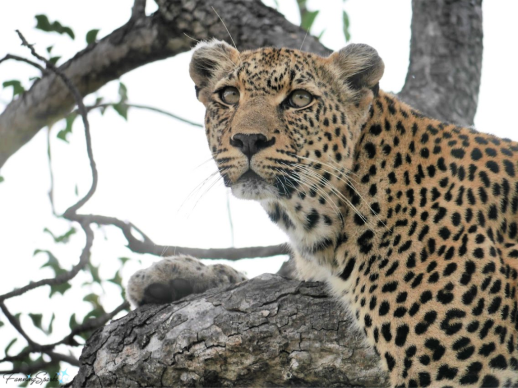 Leopard Looking Ahead.   @FanningSparks