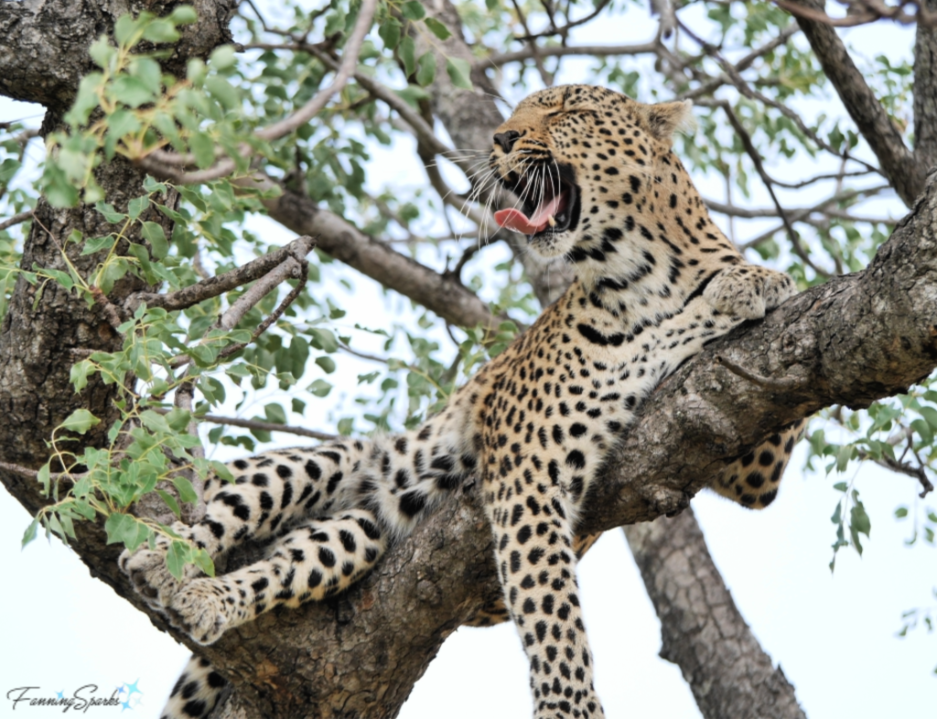 Leopard Yawning.   @FanningSparks