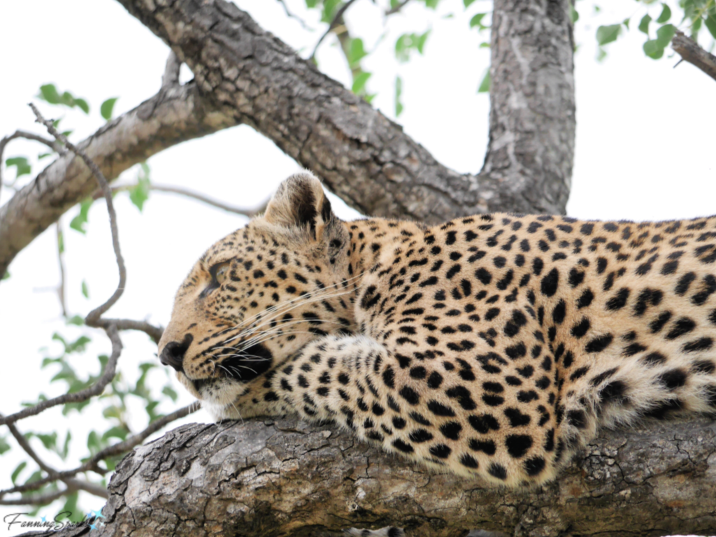 Leopard on Lookout.   @FanningSparks