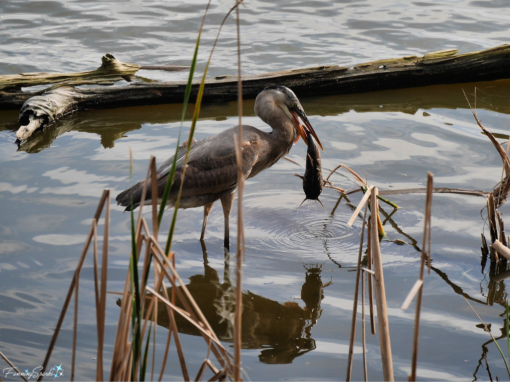 Great Blue Heron Holding Catfish by Tail 653   @FanningSparks