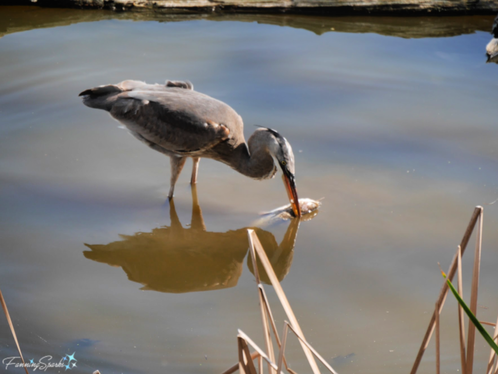Great Blue Heron Maneuvering Catfish in Water 769   @FanningSparks