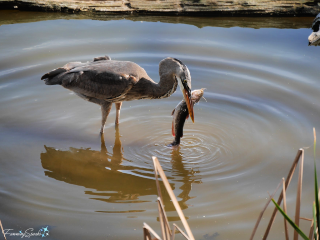 Great Blue Heron Lifting Catfish Out of Water 771   @FanningSparks