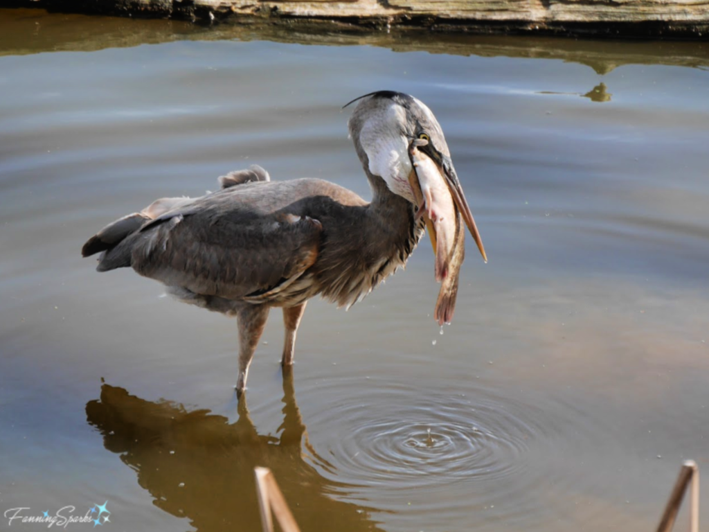 Catfish Partway Down Great Blue Heron’s Throat 779   @FanningSparks