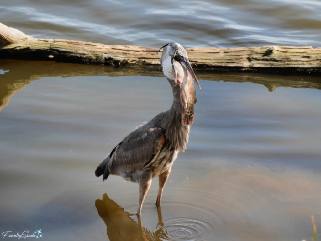 Great Blue Heron with Fish Partially Swallowed Fish 780 @FanningSparks