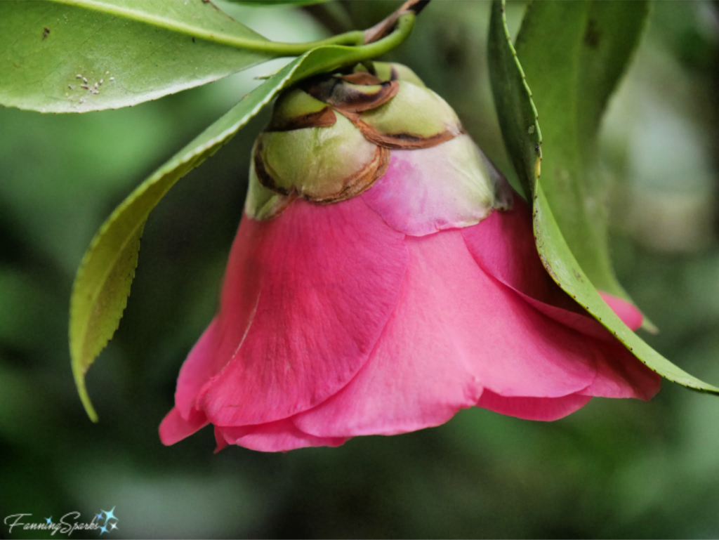 Bell-Shaped Pink Bud spotted at Middleton Place   @FanningSparks