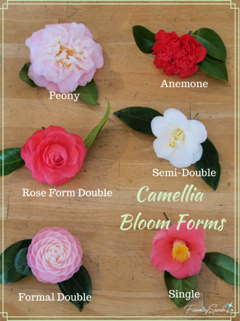 Camellia Bloom Forms   @FanningSparks