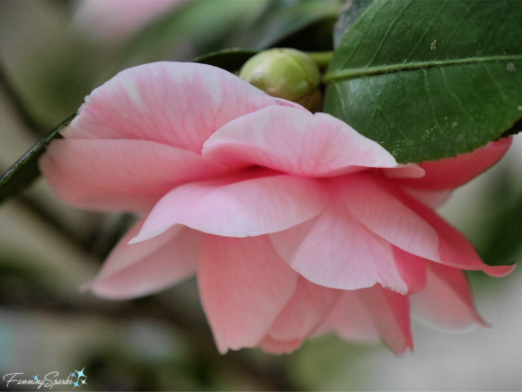 Camellia ‘Miss Aiken’ Facing Down   @FanningSparks