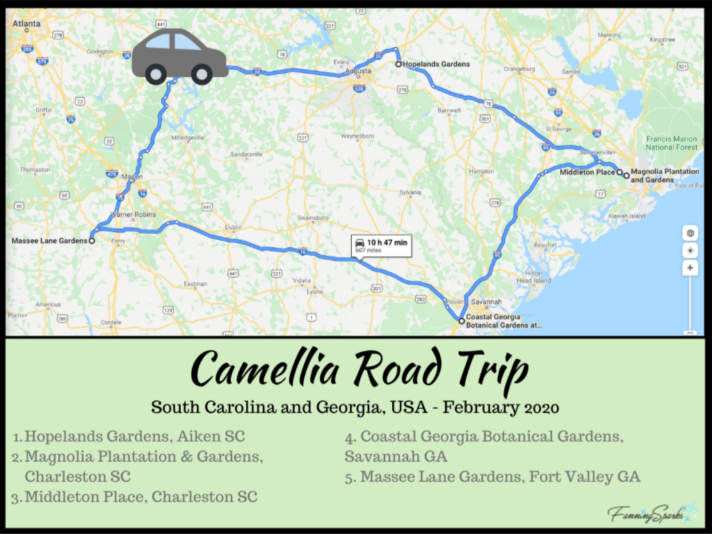 My Camellia Road Trip Itinerary @FanningSparks