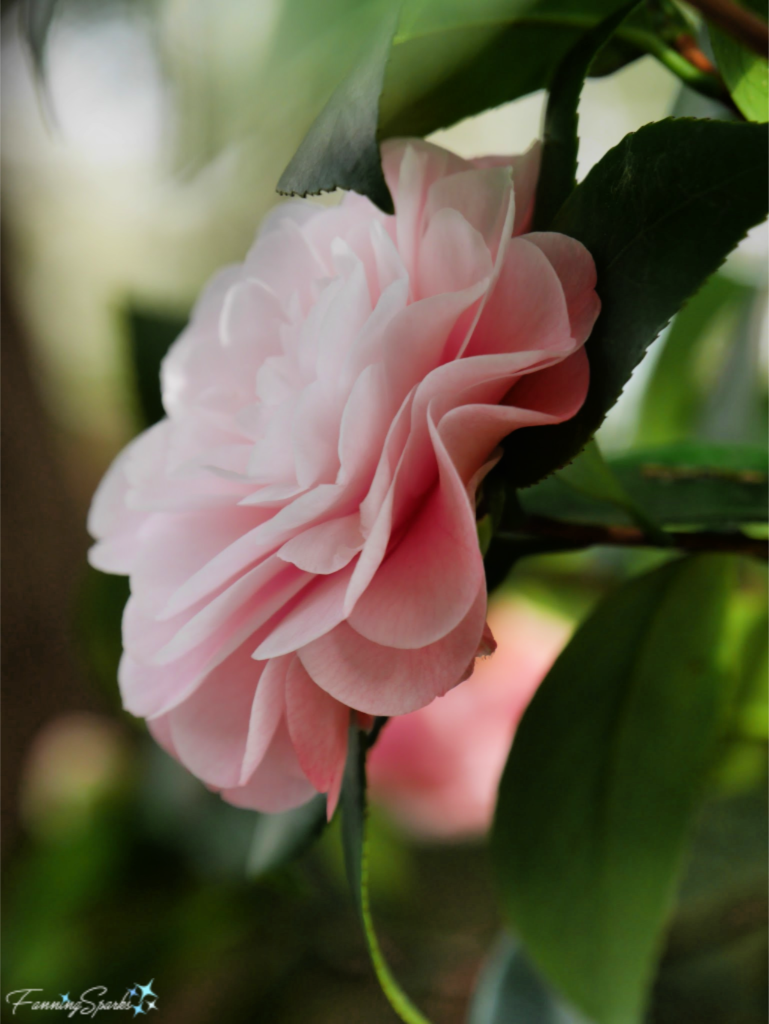 Camellia japonica ‘Adalyn’ Side View   @FanningSparks