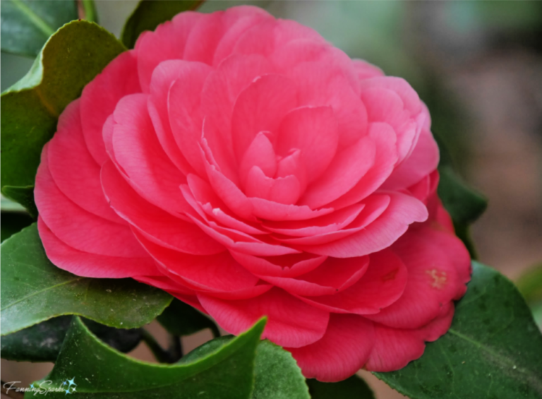 Camellia Road Trip FanningSparks