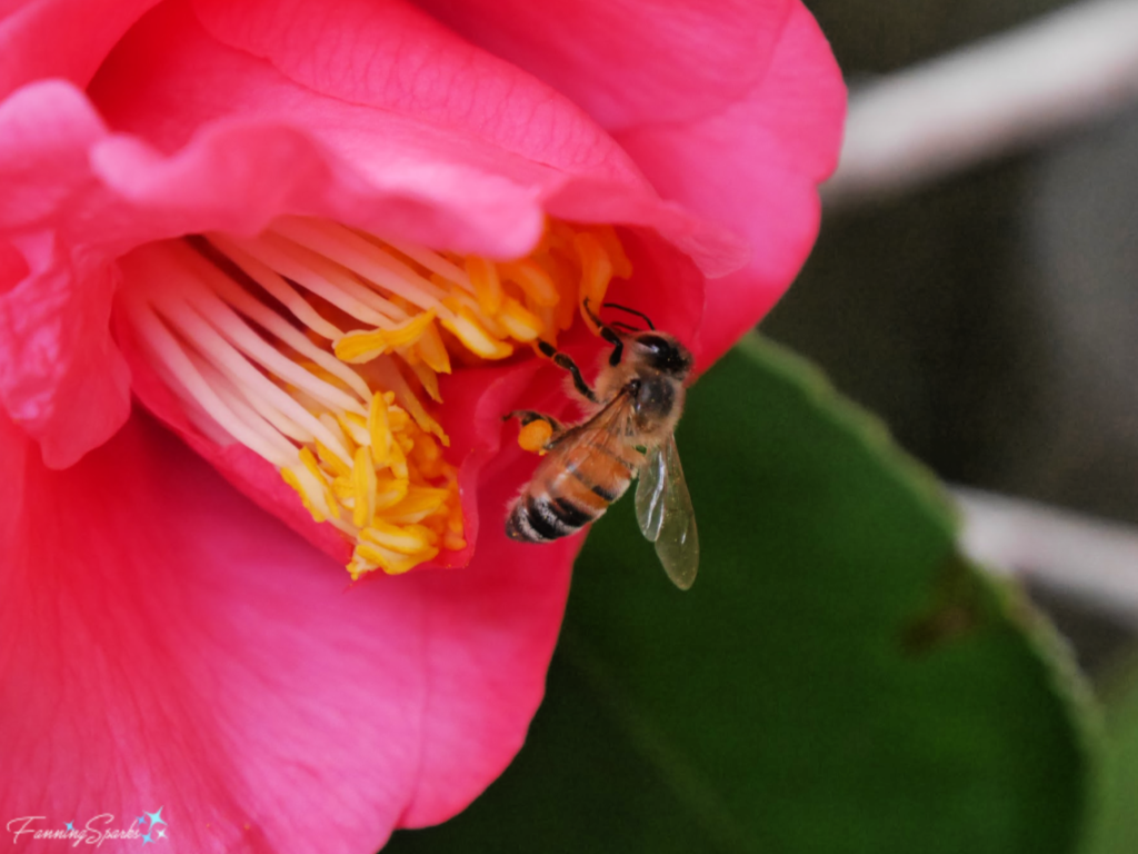 Camellia japonica ‘Faith’ with Western Honey Bee   @FanningSparks