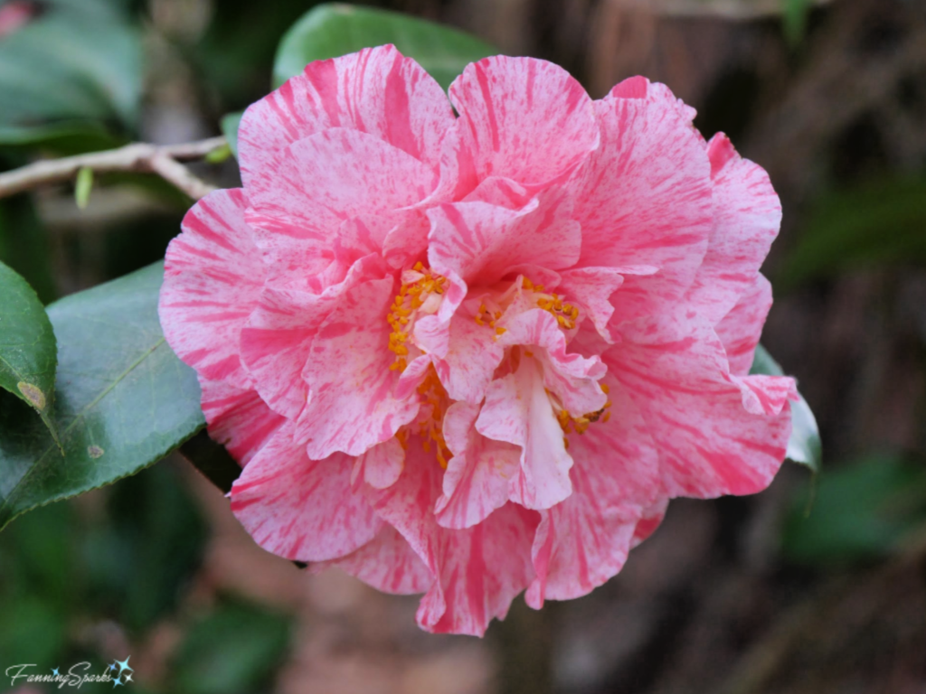 Camellia japonica ‘Happy Birthday’ Full Bloom   @FanningSparks